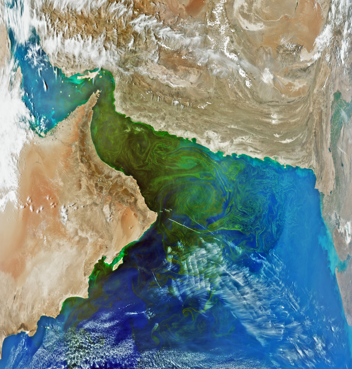 Satellite view of the Gulf of Oman and surrounding land. The land is all a shade of brown, ranging from reddish, to khaki to a non-descript light brown. The water of the gulf of oman is completely green in this image, at it's most dense it is a forest green color. To the northwest the Persian Gulf waters that feed the Gulf of Oman start to show a light shade of greening near the Strait of Hormuz. As the Gulf of Oman opens up into the Indian Ocean the shade of green lightens and disperses into vibrant blue waters in a series of eddies. Greening can also be seen along much of the included coastline away from the gulf as well. Some light cirrus clouds can be seen with the densest surrounding the Persian Gulf in the top left corner.