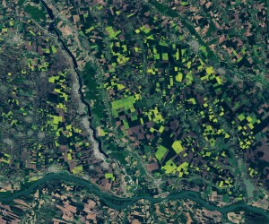 The confluence of the Olt River, from top left directly to bottom center, with the Danube River, along the bottom of this satellite image, are shown. Above the Danube are a significant number of crop fields, some brown, but most either black or a vibrant green that is verging on yellow.