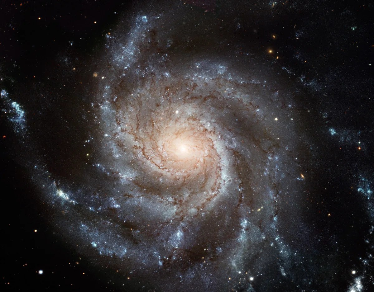 这个面对面的螺旋星系看起来像一个风车，在图像中心有一个亮白色的核心。手臂从核心向外弯曲。它们拥有黑暗的尘埃带和明亮的恒星形成区。所有这些都在星光点点的黑色背景上。