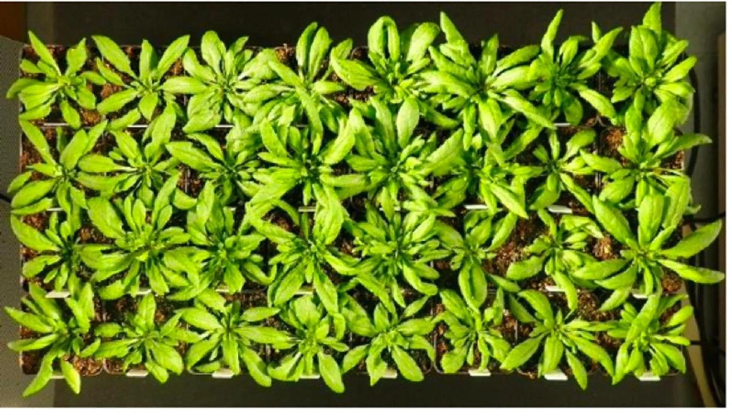 An overhead view of one large rectangular box sectioned with 32 smaller squared boxes of leafy green plants. Each lush plant has 8-12 oblong leaves.
