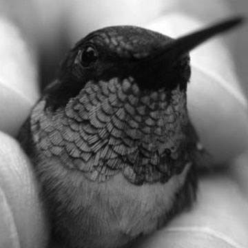 Honing in on Hummingbirds