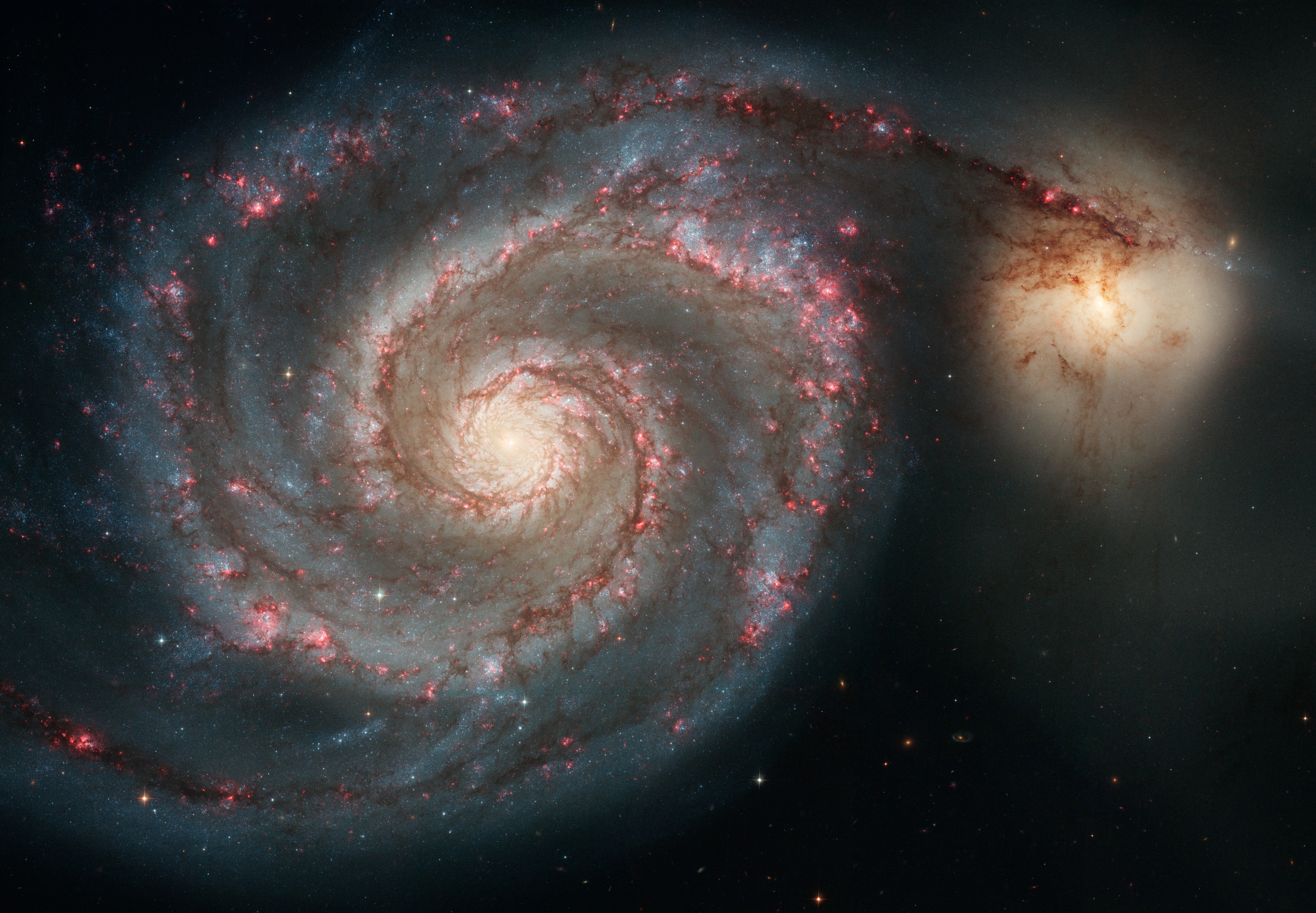 Large spiral galaxy as seen from the top. On the left, the large galaxy with its purple and blue arms spiraling around. To the right, a smaller whiter galaxy is connected to one of the arms of the larger galaxy.
