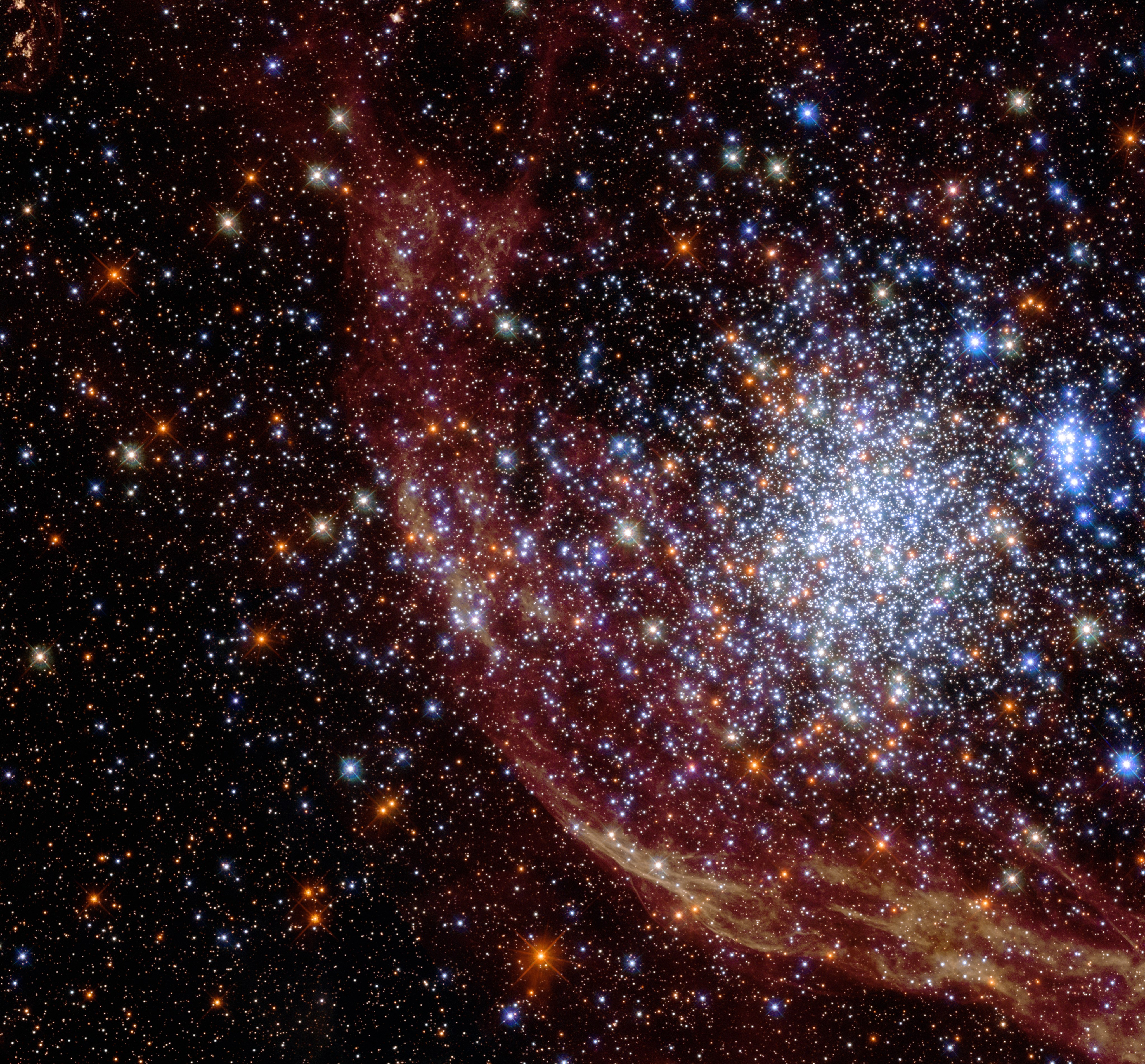 Thousands of red, white, yellow, and blue stars in a star cluster that is in front of a reddish orange cloud of gas and dust.