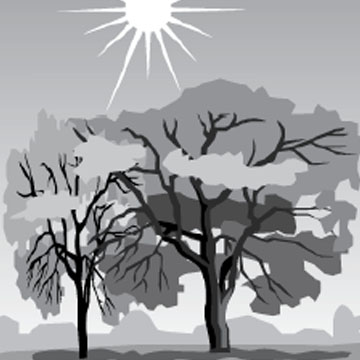 Angle of Light Rays and Surface Distribution