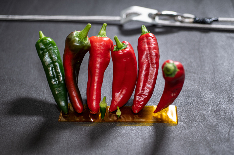 Peppers grown on the space station