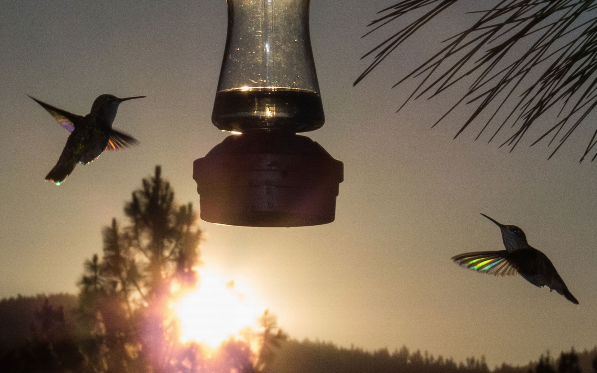 Several hummingbirds surround a feeder illuminated by the setting Sun.