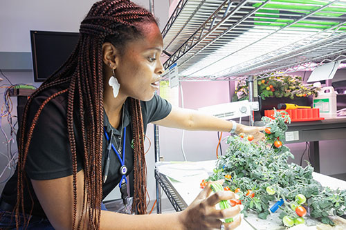 Photo of woman tending garden in a science lab.