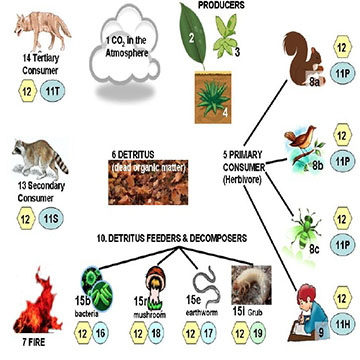 Climate Change in My Backyard (Grades 10-12)