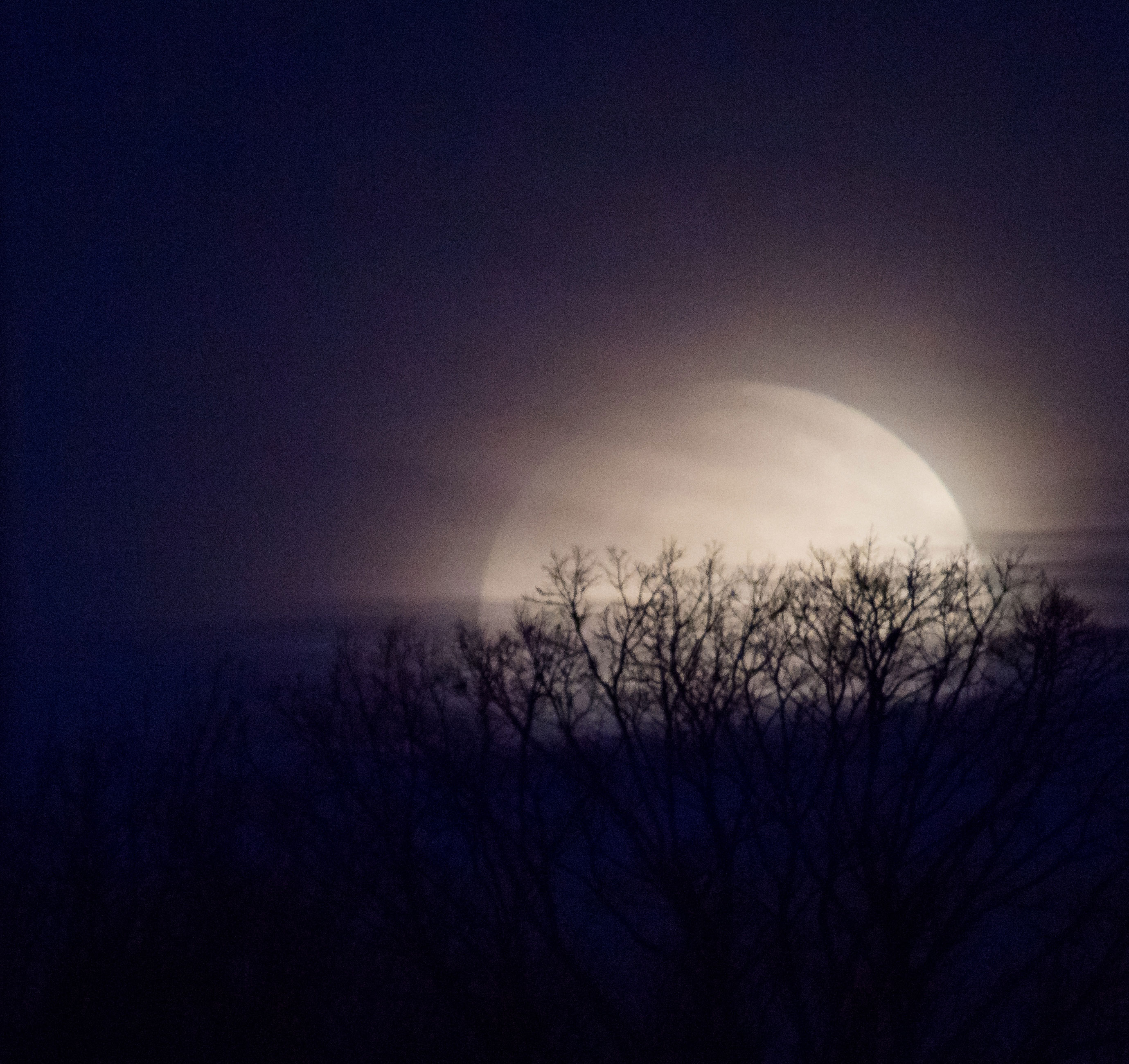 Wide, bright Moon, partially obscured by mist, rising behind leafless trees.oon rising over trees.