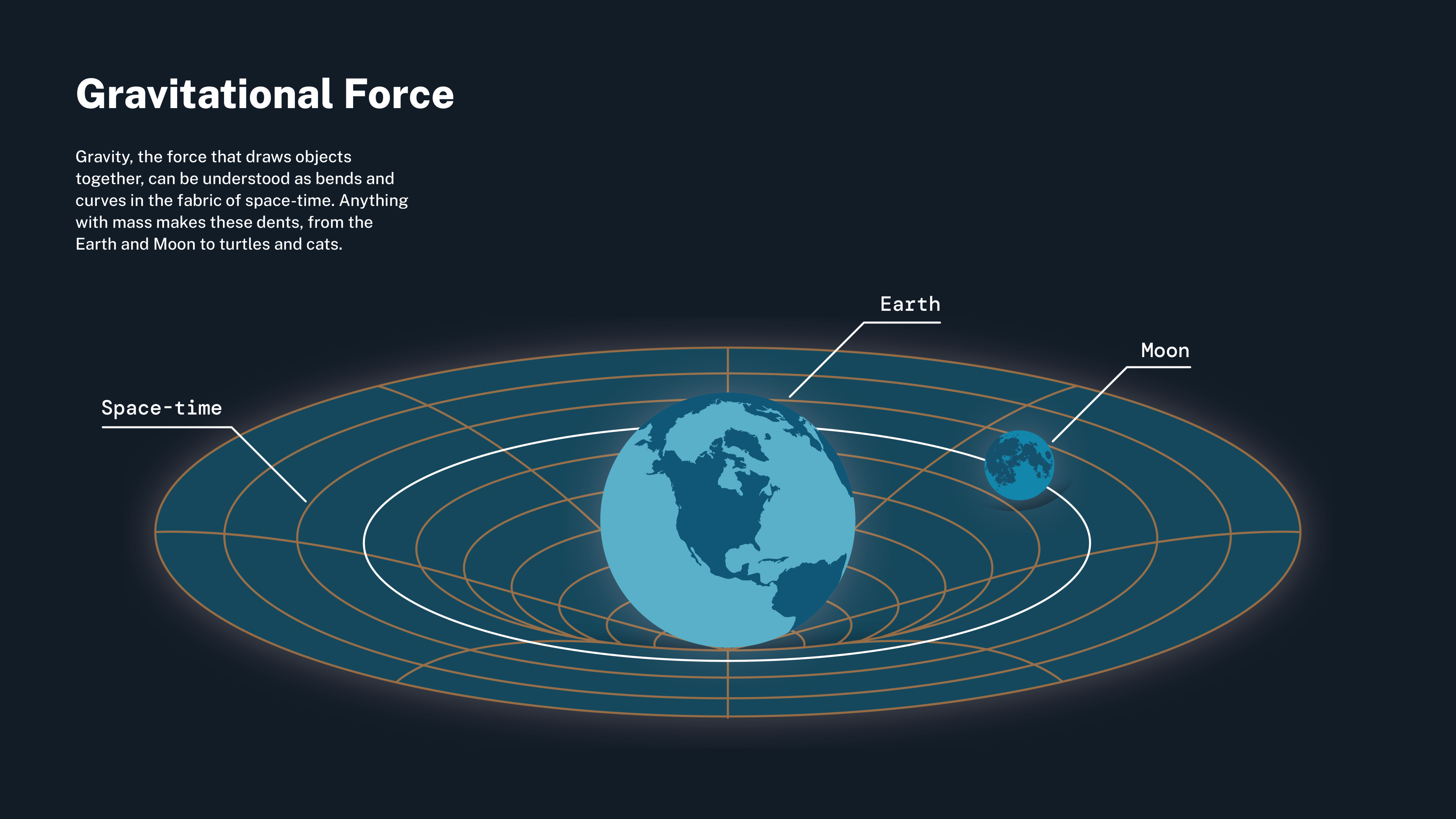 This infographic is done mostly in shades of blue. At the top left is the title: "Gravitational Force." Below that is a block of text that reads: "Gravity, the force that draws objects together, can be understood as bends and curves in the fabric of space-time. Anything with mass makes these dents, from the Earth and Moon to turtles and cats." Below the text, taking up most of the image, is an illustration of Earth and the Moon which is on top of an oval that contains concentric rings outlined in orange representing the fabric of space-time. Directly beneath Earth and the Moon are dips in space-time.