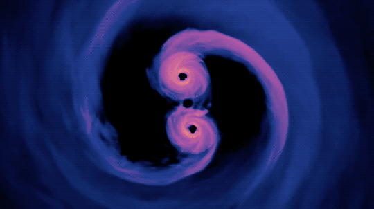 At the beginning of this animated GIF, we see the glowing gas surrounding two black holes. The gas is shaded orange and purple, and it is tightly wound around each individual black hole. They each have a tail of gas, looking like a comma. As the animation proceeds, the camera moves to see the two black holes nearly in line with each other and then back to see the bottom of the system. As the view tilts, the gravitational effects of the black holes at the center cause the light to bend like a funhouse mirror.