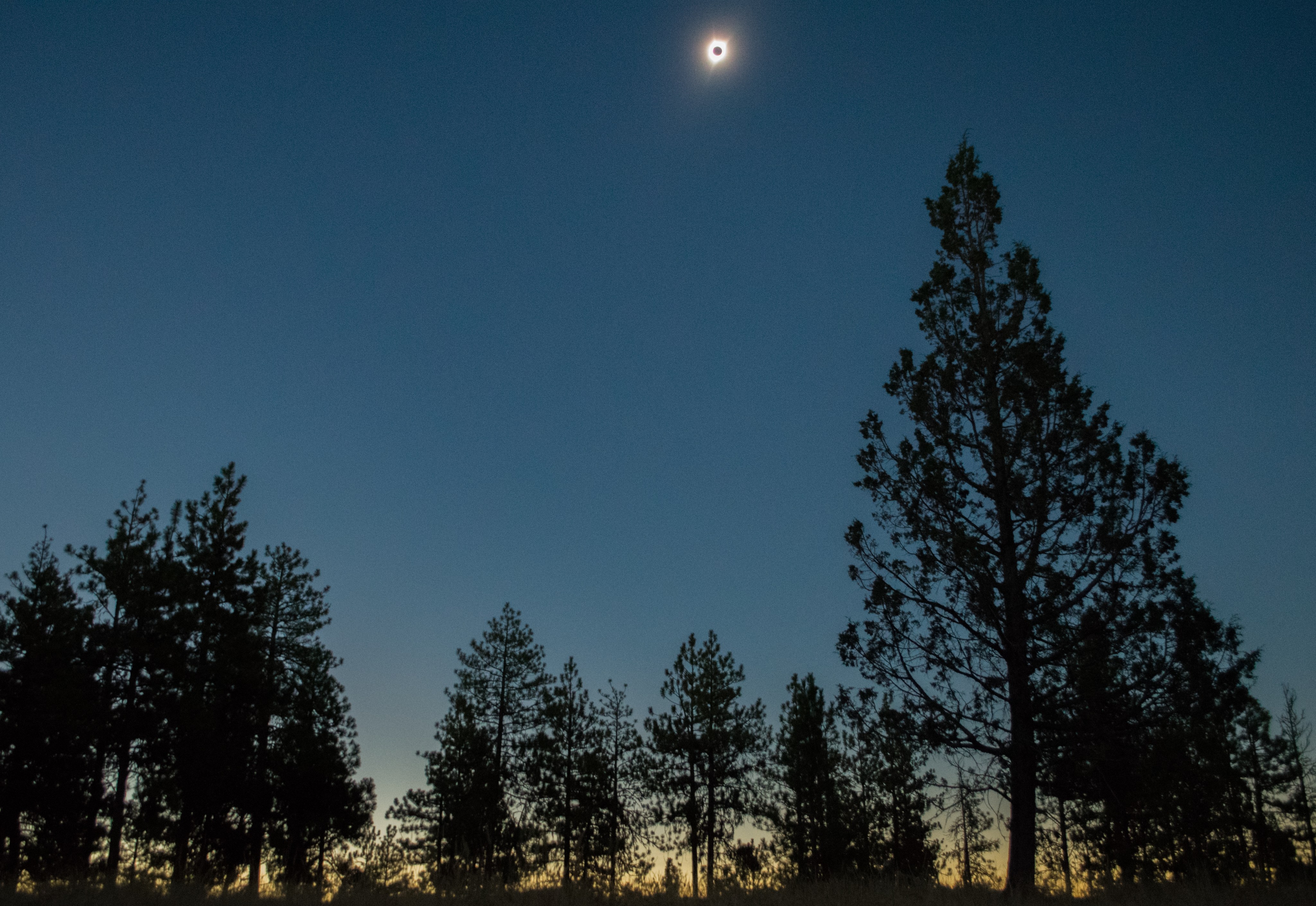 Solar eclipse over silhouetted trees