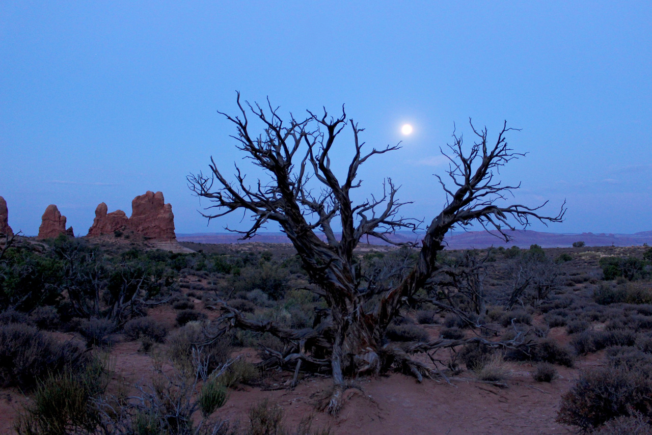 Moon setting behind barren desert bush.
