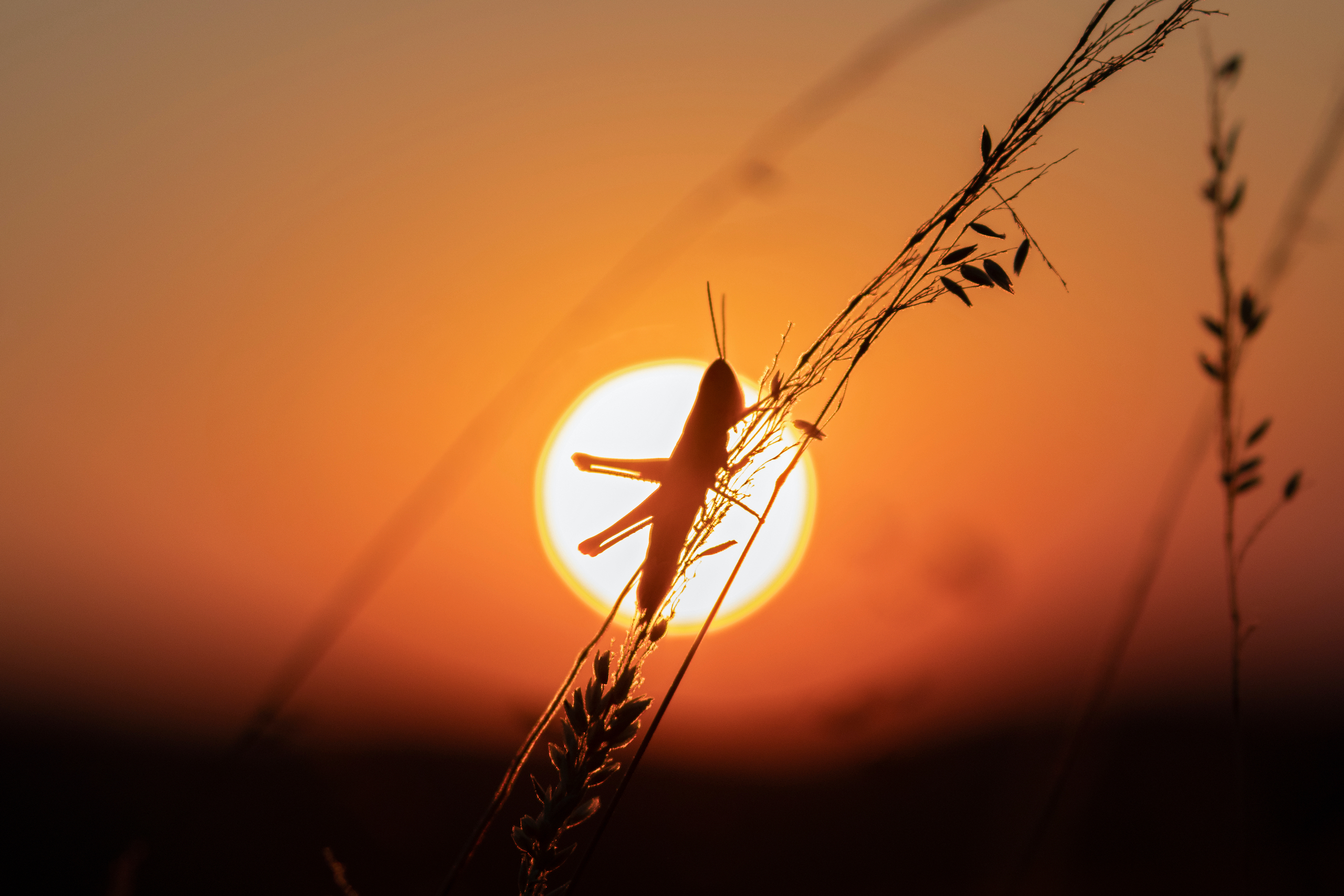 Silhouette of a grasshopper against an orange sunset background.