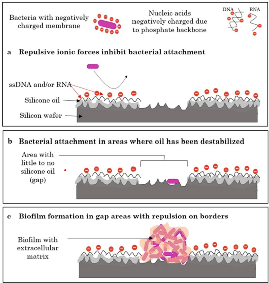 A graphic discussing a bacteria experiment.
