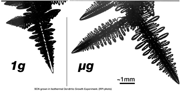 Difference in dendritic tip radius and dendritic arm spacing captured during solidification of organic material in µg and 1g environments.