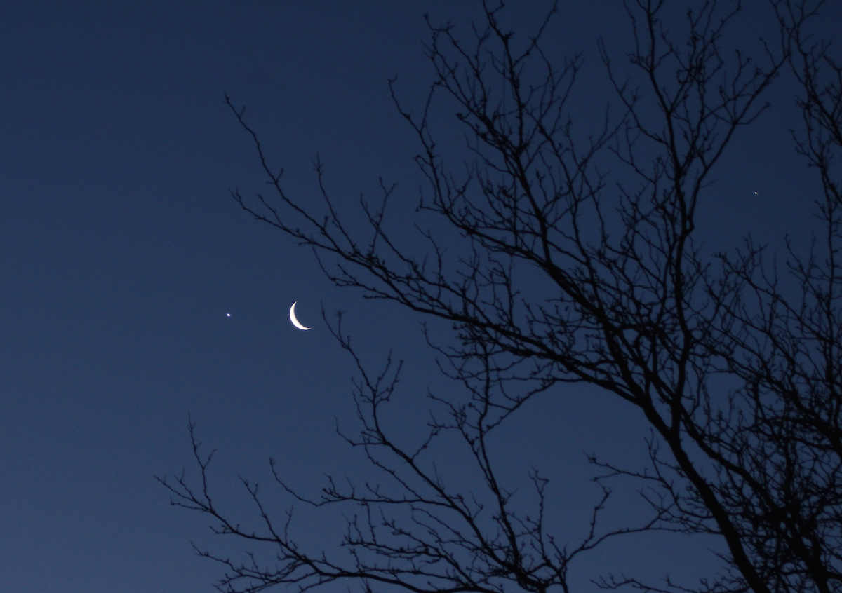 bright star, crescent moon, another bright star seen in the bare branches of a tree