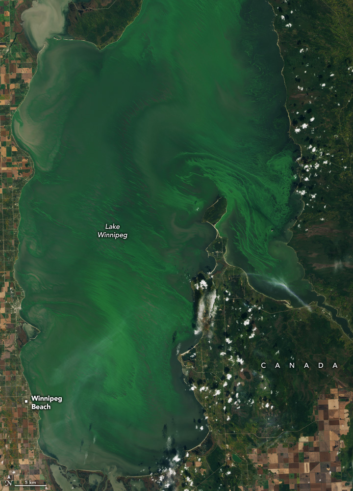 An influx of nutrients in recent decades has contributed to the proliferation of algae in the large Canadian lake.