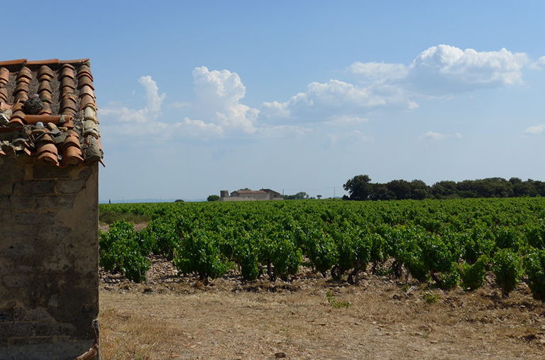 French vineyards like the one in the photograph are experiencing earlier harvests in recent years as the region's climate has warmed. Credit: Elizabeth Wolkovich/Harvard University.