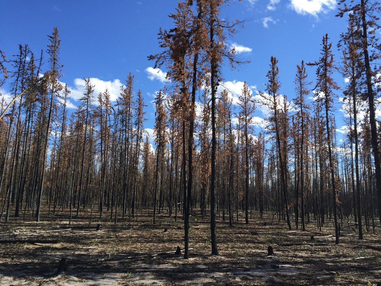 Burned trees stand in front of a vivid blue sky.