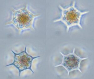 The image is comprised of four of the same phytoplankton, each taking up one quadrant of the image. The phytoplankton is shaped like a hexagon, and each corner of the hexagon has an additional spike coming off of it. They look slightly like snowflakes. The hexagon and spike parts are bright white colored, except the bottom left phytoplankton is more of a dark blue color. Inside the middle of the hexagon is an orange color.