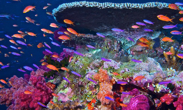 
			Vanishing Corals: NASA Data Helps Track Coral Reefs - NASA Science			
