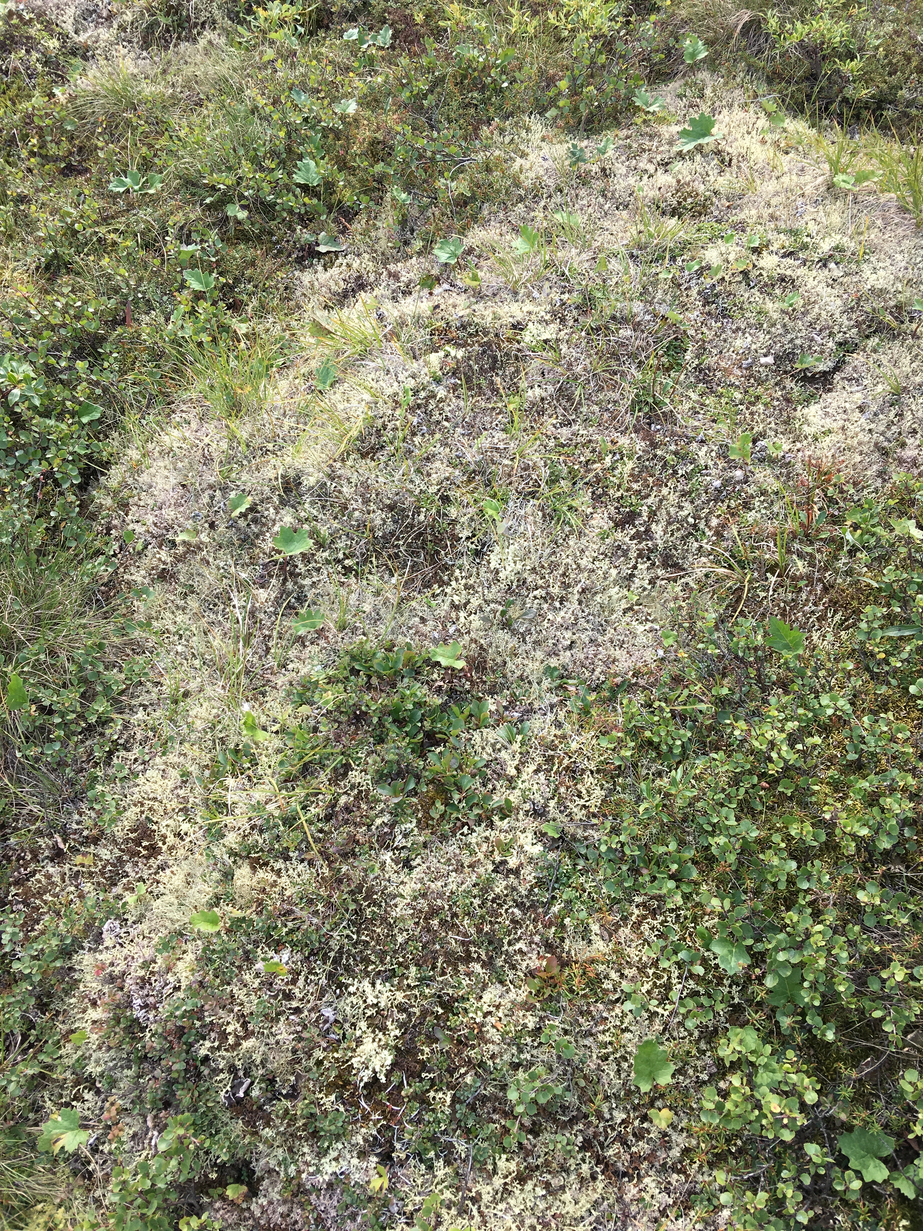 A close-up of vegetation over an area of thawing permafrost.
