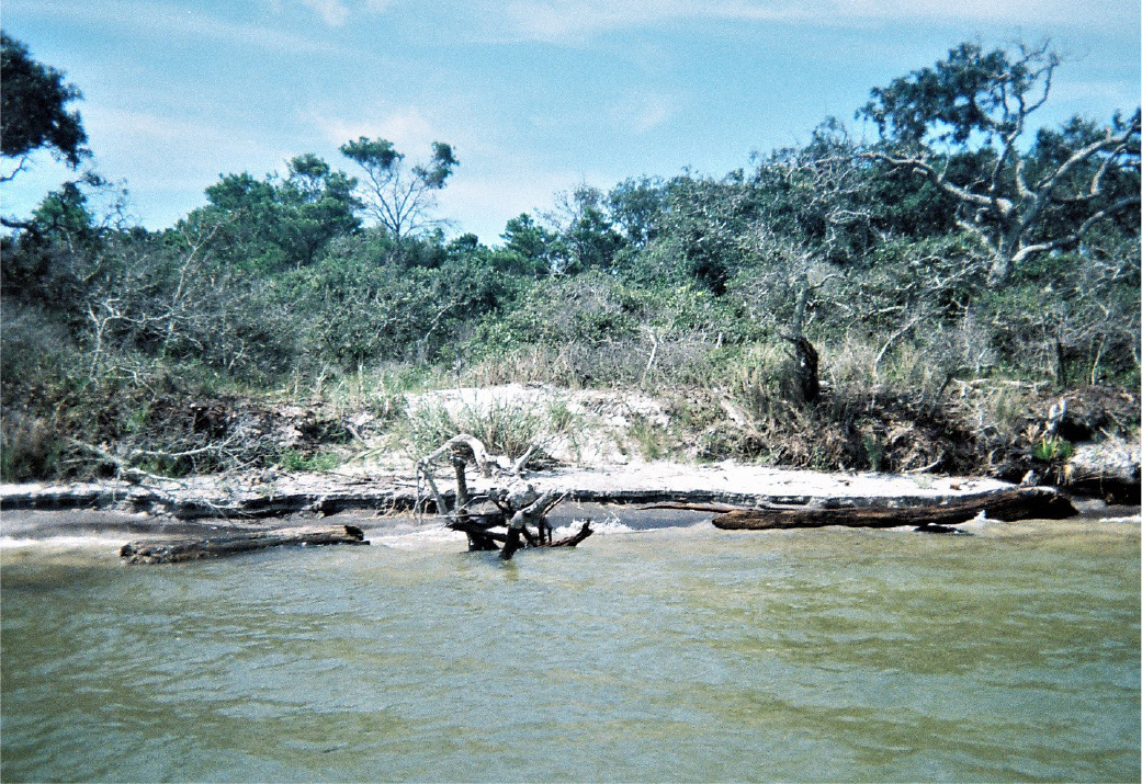 An eroding coast on the southern shore of Mobile Bay, Alabama. As the shoreline recedes, trees collapse, blocking access to the sandy beach by marine life. Credit: NASA/University of Alabama in Huntsville/Maury Estes