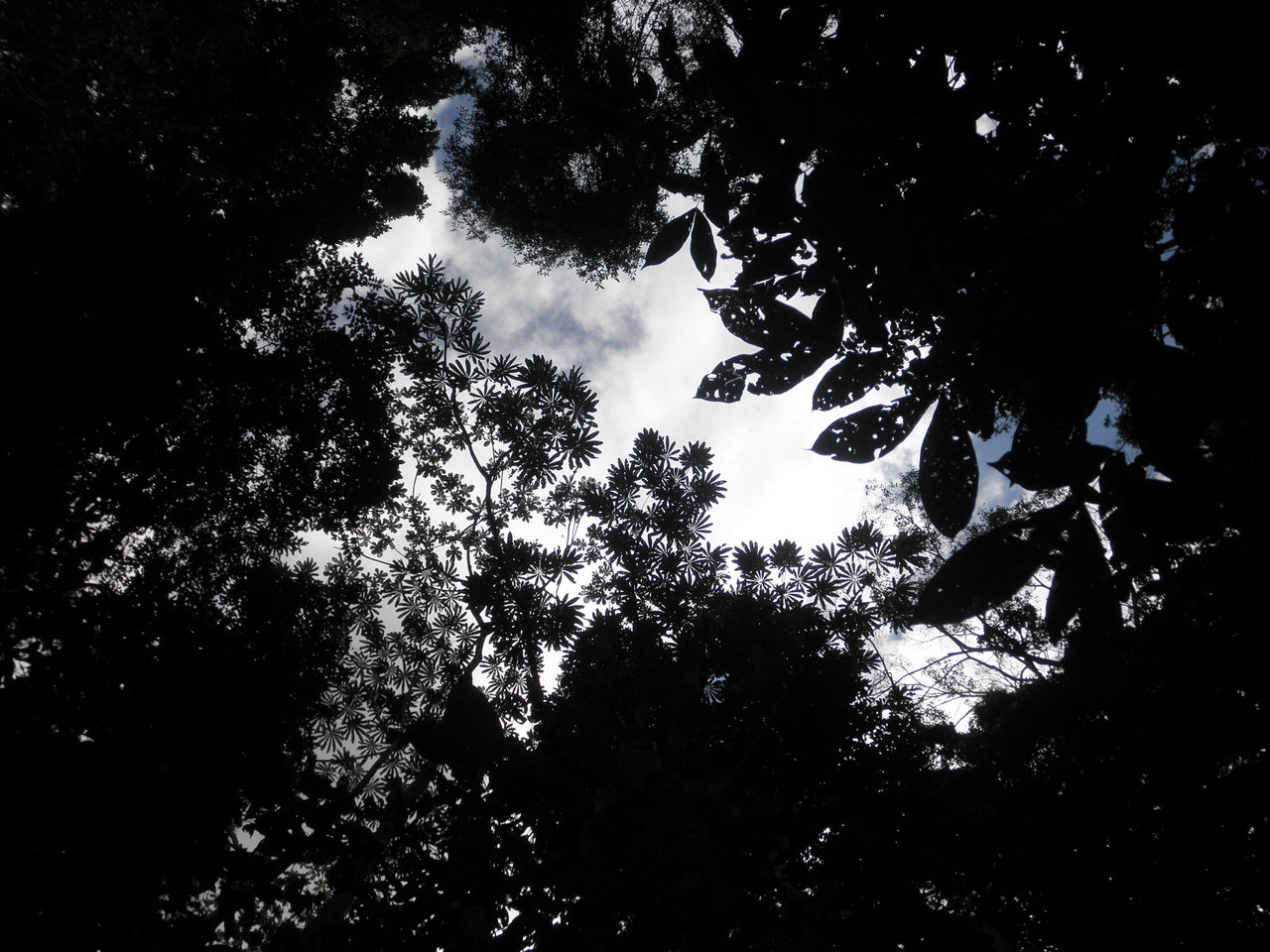 Trees are seen in silhouette from below.