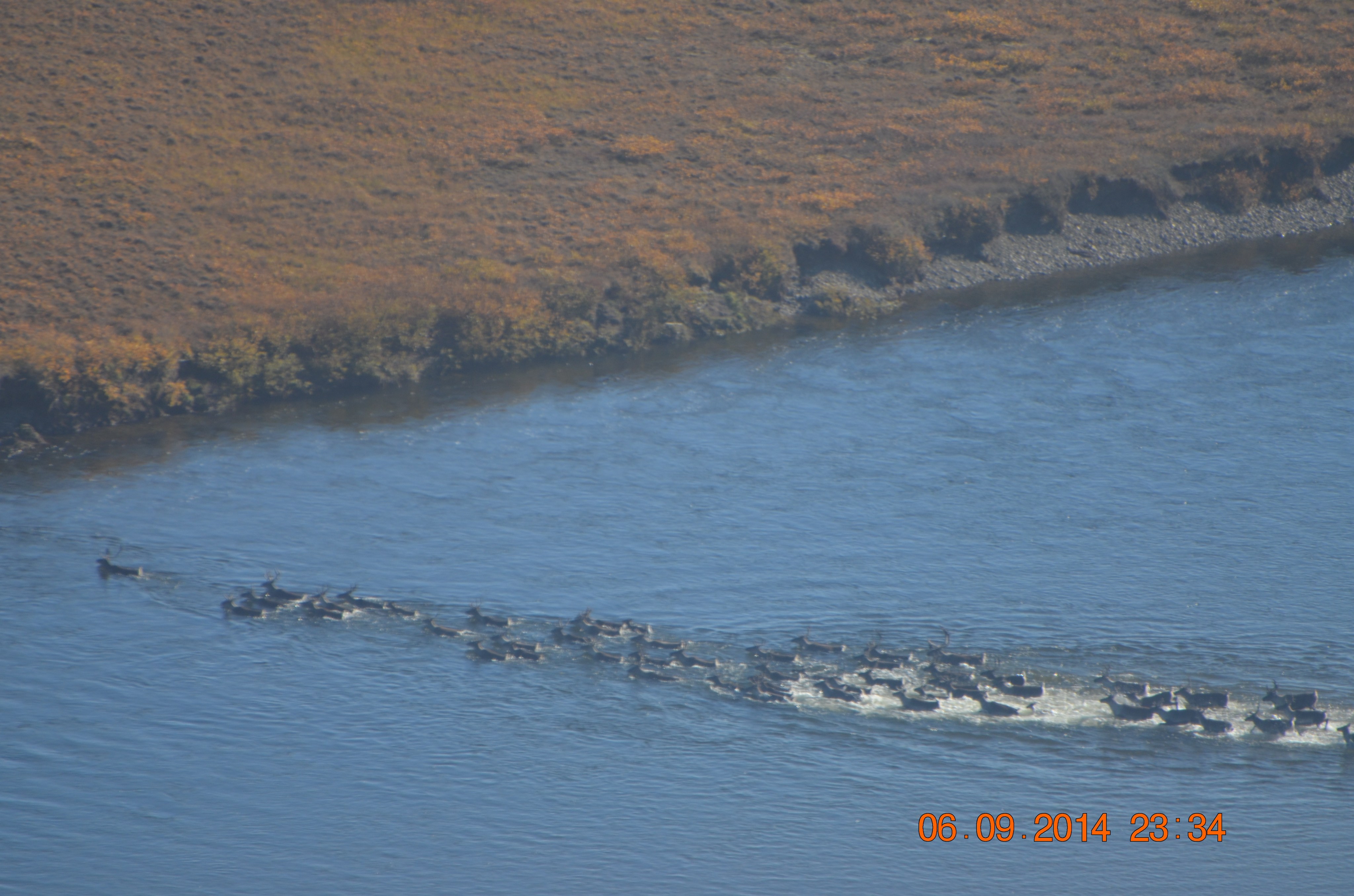 Caribou cross Alaska's Colville River north of Ivotuk during their southern migration.