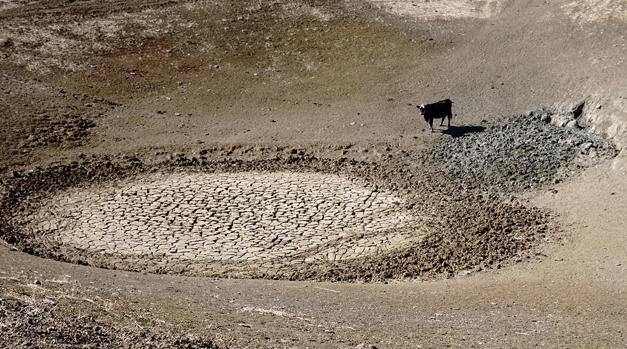 A cow stands next to a dried up watering hole.
