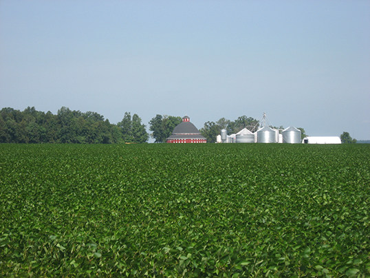 A soybean field in Ohio. Credit: WikiMedia Commons