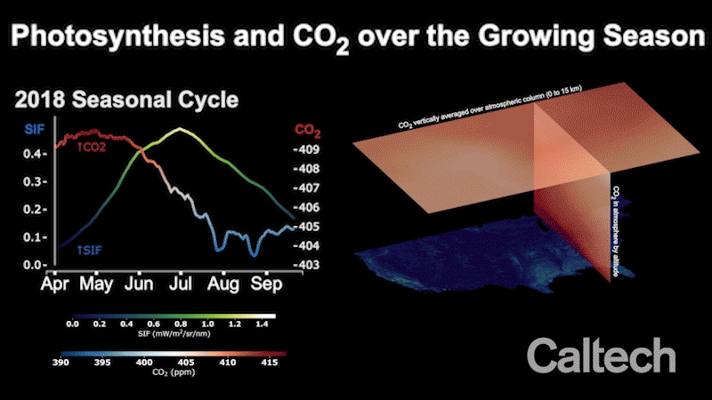 Photosynthesis and CO2 over the growing season