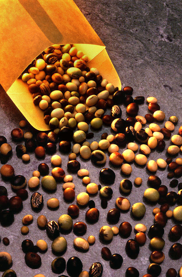 Soybean seeds from the Soybean Germplasm Collection of the U.S. Department of Agriculture (USDA). Credit: USDA