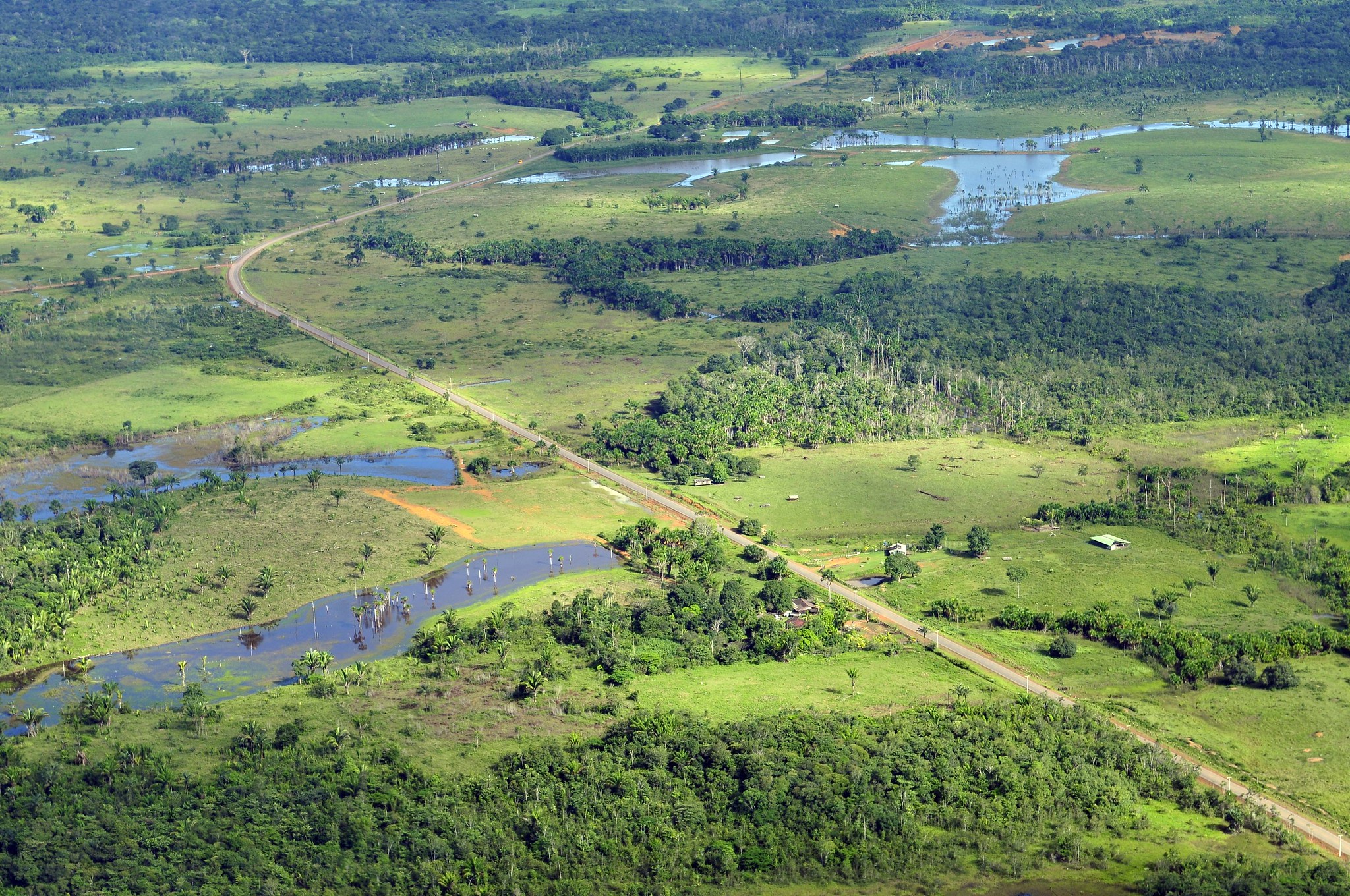 The Amazon rainforest near Manaus, Brazil