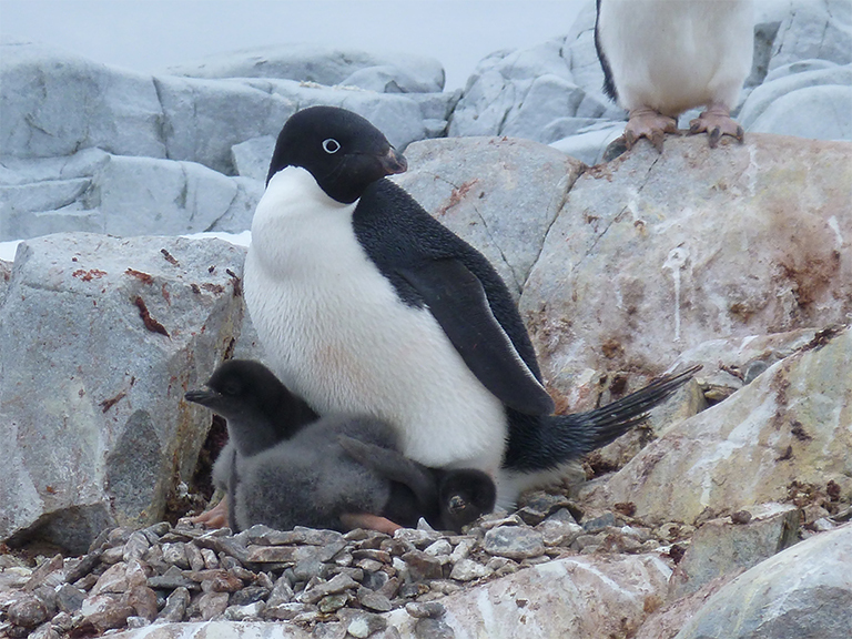 A penguin on rocks shelters its young with its body.