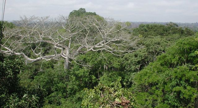 slide 3 - Dead tree in the Amazon rainforest in western Brazil