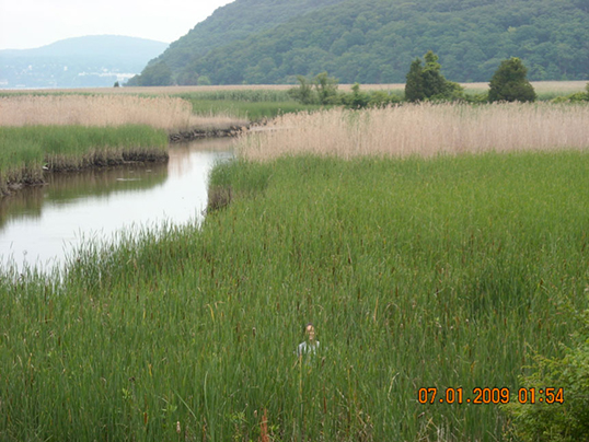 Wetland grasses in the Hudson River National Estuarine Research Reserve are tall and dense enough in mid-summer to almost hide a researcher. Image credit: Dorothy Peteet