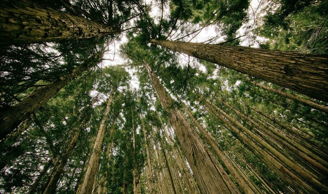 
			研究植树缓解气候变化的可行性——NASA科学			