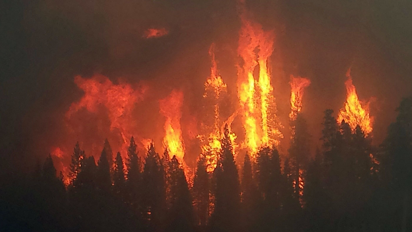 Flames engulf trees in the the 2014 King Fire.