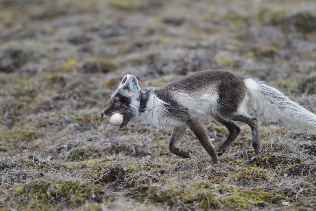 Adapt or die: Arctic animals cope with climate change
