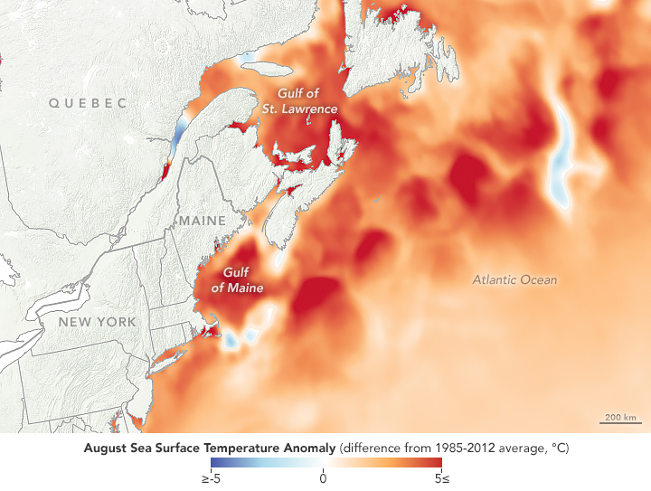 August 8, 2018. NASA Earth Observatory images by Lauren Dauphin, and sea surface temperature data from Coral Reef Watch.