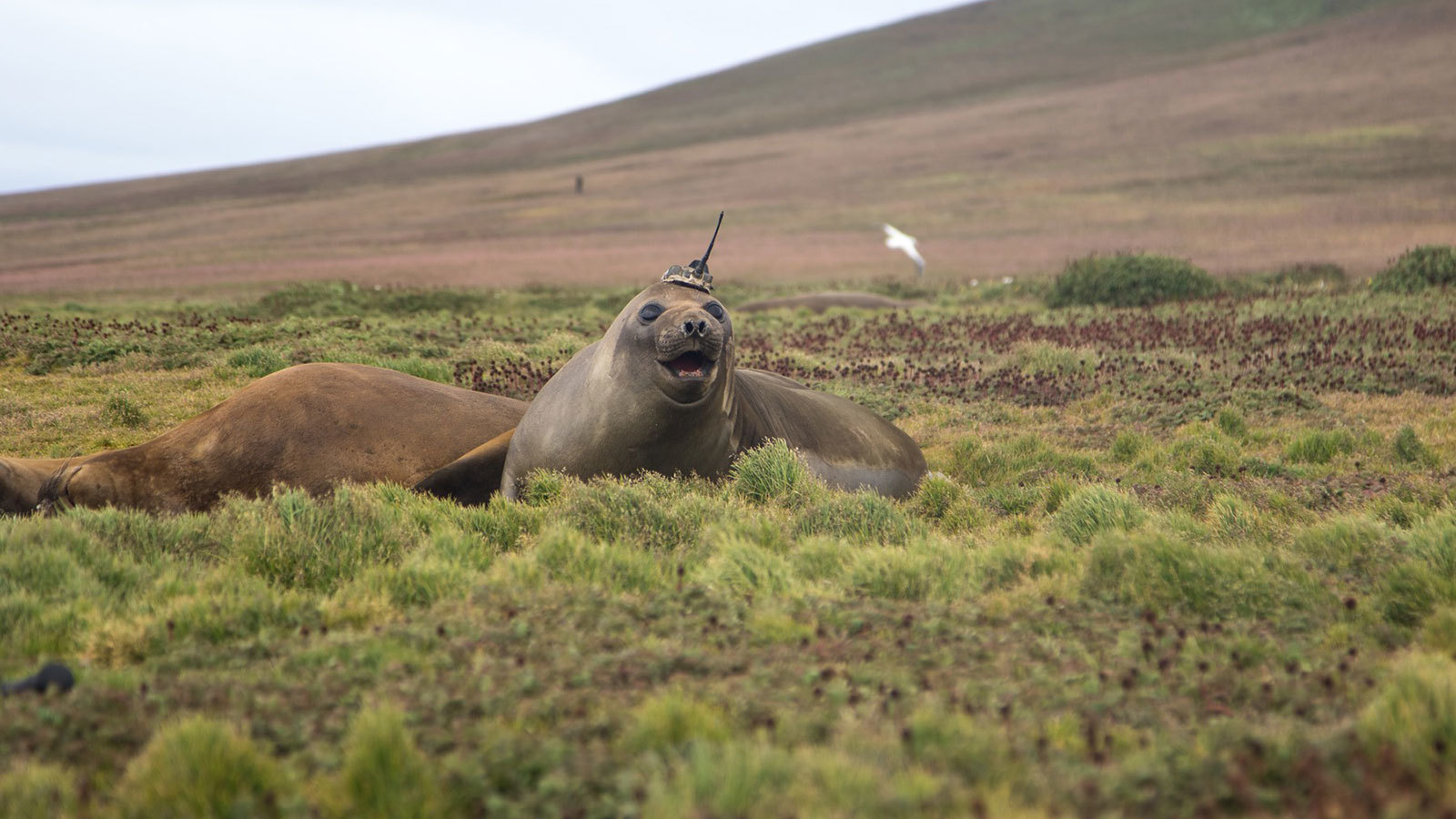 A tagged elephant seal basks on Kerguelen Island, a French territory in the Antarctic. Elephant seals are tagged as part of a French research program called SO-MEMO (Observing System - Mammals as Samplers of the Ocean Environment), operated by the French National Center for Scientific Research (CNRS). The tags - actually, sensors with antennas - are glued to the seals' heads in accordance with established ethical standards when the animals come ashore either to breed or to molt. The researchers remove the tags to retrieve their data when the seals return to land. If they miss a tag, it drops off with the dead skin in the next molting season. Credit: Sorbonne University/Etienne Pauthenet › Larger view