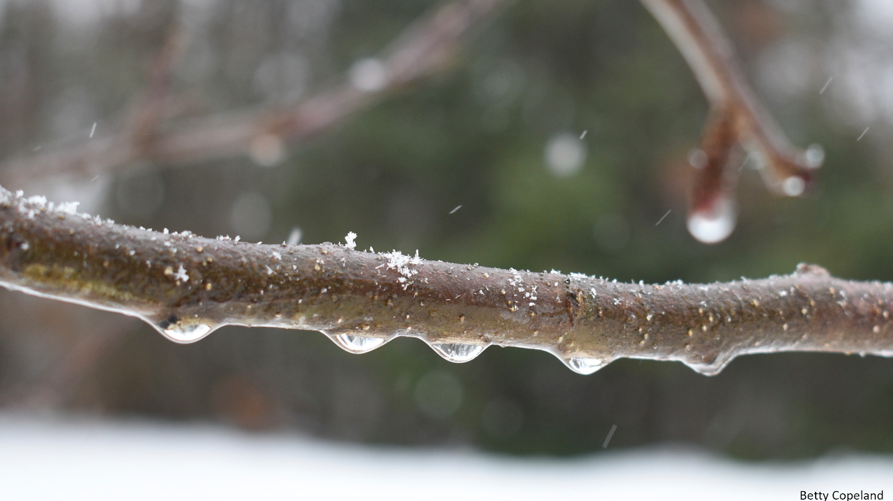 This photo of snowflakes and water drops on a branch.
