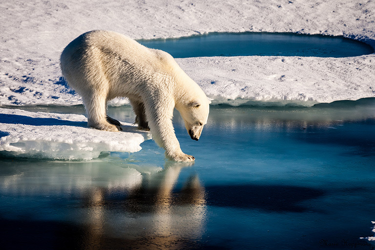 Polar bears across the Arctic face shorter sea ice season