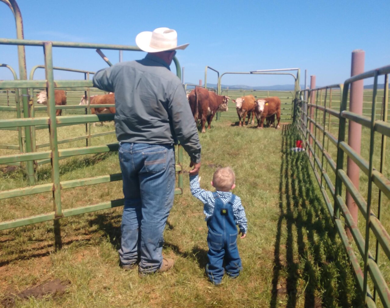 An image of a father and toddler son at a corral checking on their cows