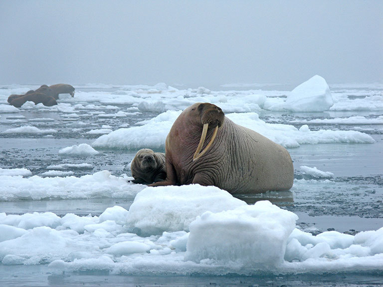 Walruses in the Chukchi Sea during a tagging survey onboard the research vessel Norseman II in June 2010. Credit: U.S. Geological Survey. View larger image.