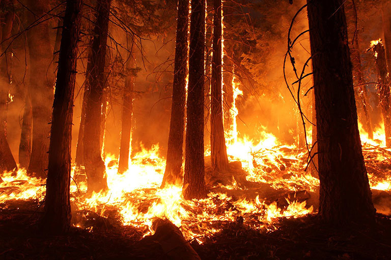The 2013 Rim fire in and near Yosemite National Park, California, was the third largest in the state's history, burning more than 250,000 acres. Almost two years later, forest restoration efforts are still ongoing. Credit: Mike McMillan/USFS. View larger image.