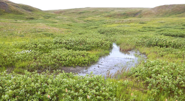 
			Arctic carbon cycle is speeding up - NASA Science			