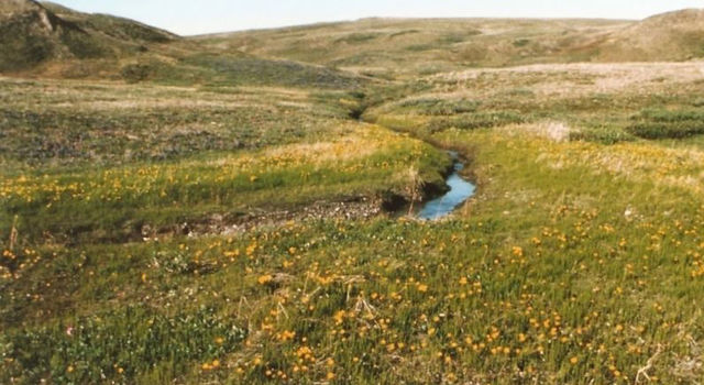 slide 2 - Image shows vegetation in Qikiqtaruk-Herschel Island Territorial Park in the Yukon in 1987